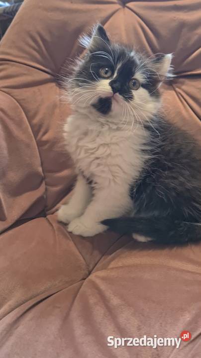 Maine coon chłopak Polesie Mikułowskie