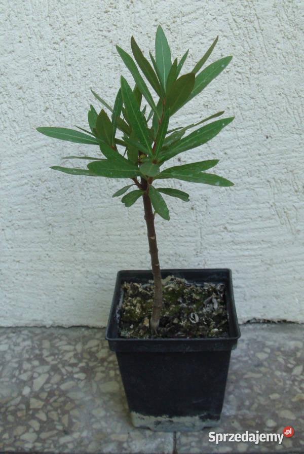 OLEANDER POSPOLITY RÓŻOWY sadzonki w doniczkach Rośliny Rośliny Ustronie