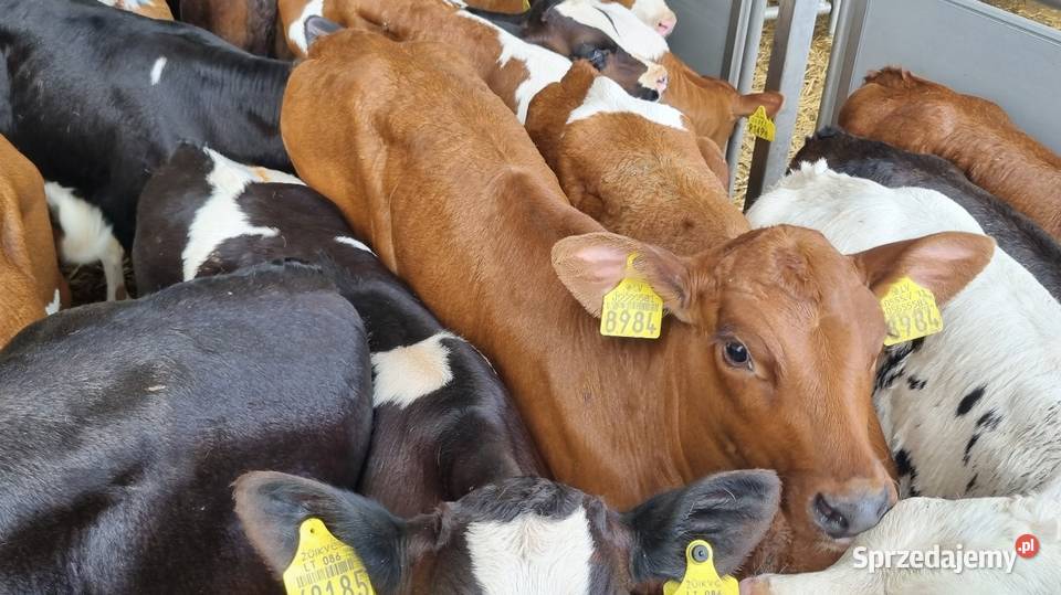 Byczki Jalowki Mięsne I mieszańce Sokołów Podlaski