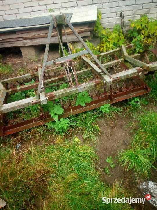 Kolczatka uprawowa Lechówek