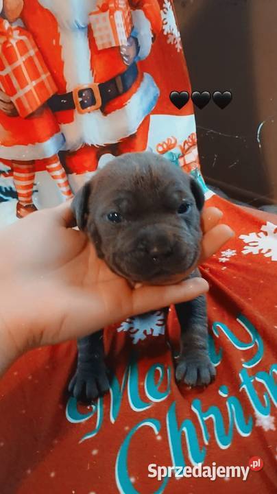 Amstaff Zapowiedź Miotu Radomsko