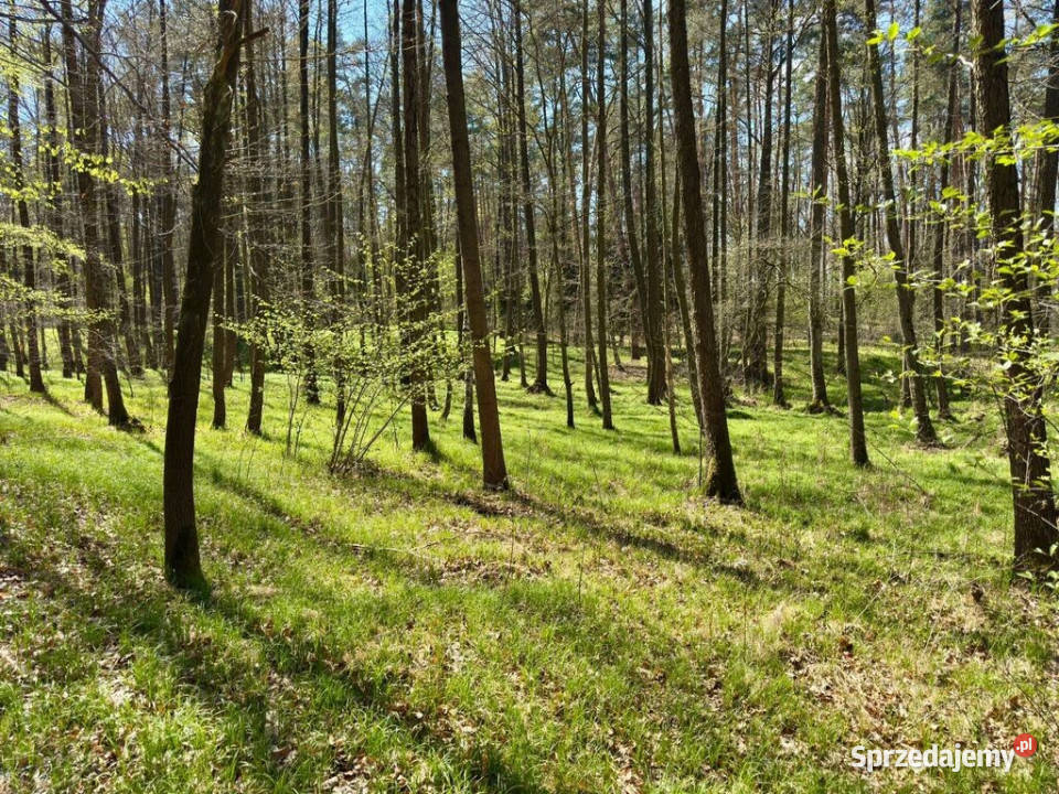 Działka leśna Jankowice 4110 m Świerklany leśna sprzedam