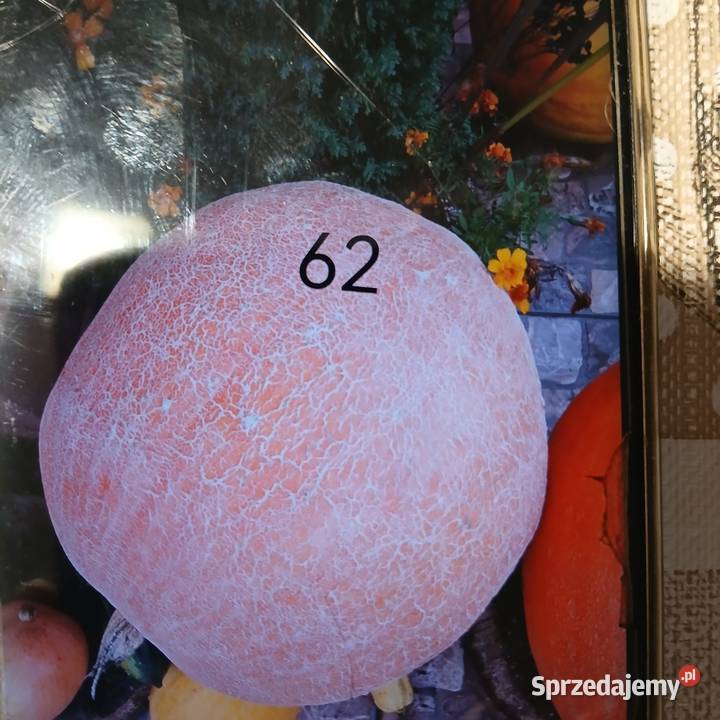 Nasiona dyni jadalnej Bambino Skępe sprzedam
