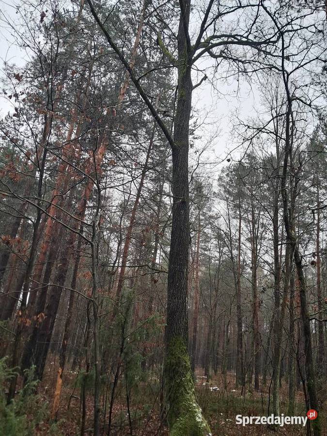 Sprzedam dęby tartaczne łódzkie
