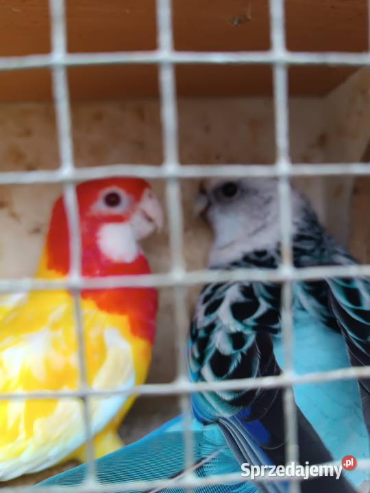 Nierozłączki parę rozella lutino samiczka Ptaki Opole