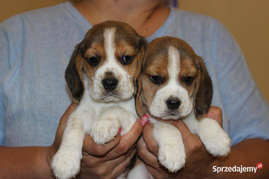 Beagle szczeniaczki ZKwP FCI Championach śląskie sprzedam