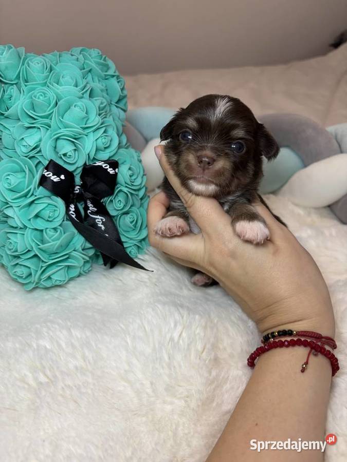 Chihuahua piesek długowłosy tricolor czekoladowy Bełchatów