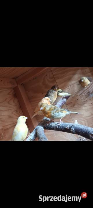 Papugi nimfy rozelle kanarki faliste Starogard Gdański sprzedam
