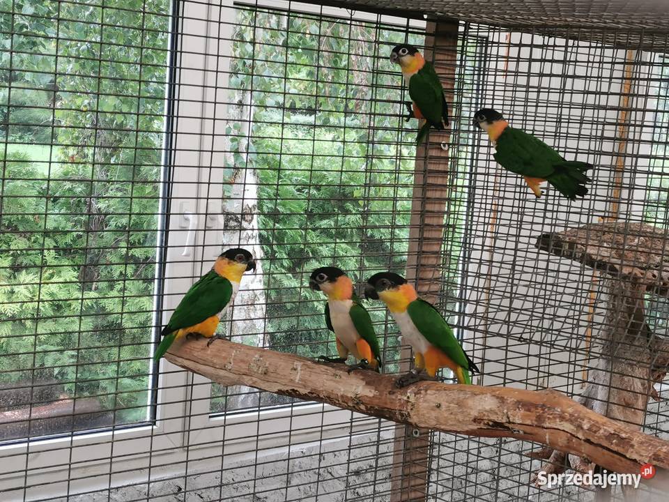 Kakadu Białooka Goffini Kakadu Ręcznie Poznań