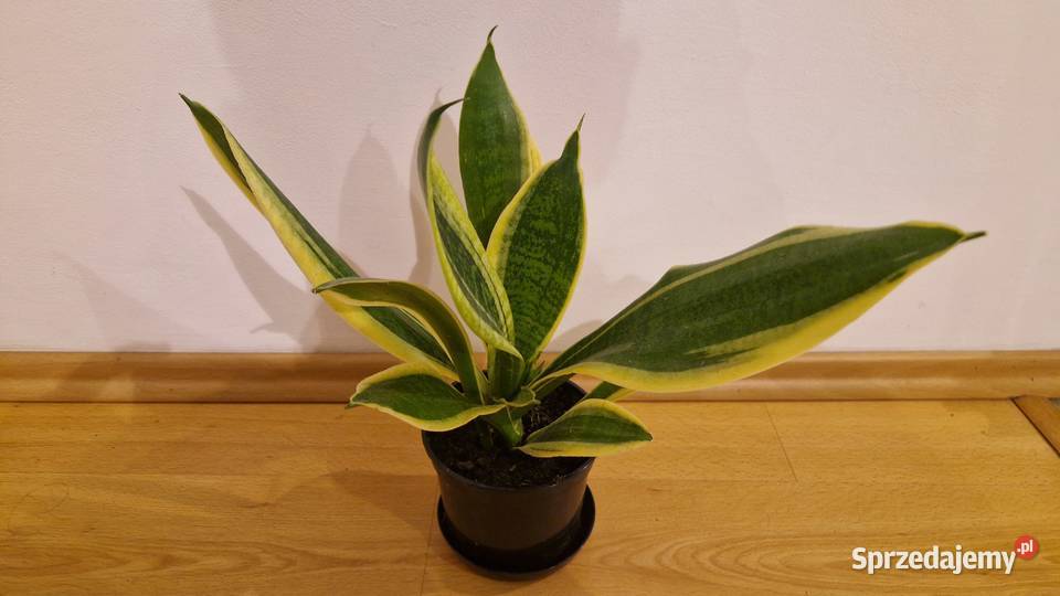 sanseveria wężownica kwiatek Kielce sprzedam