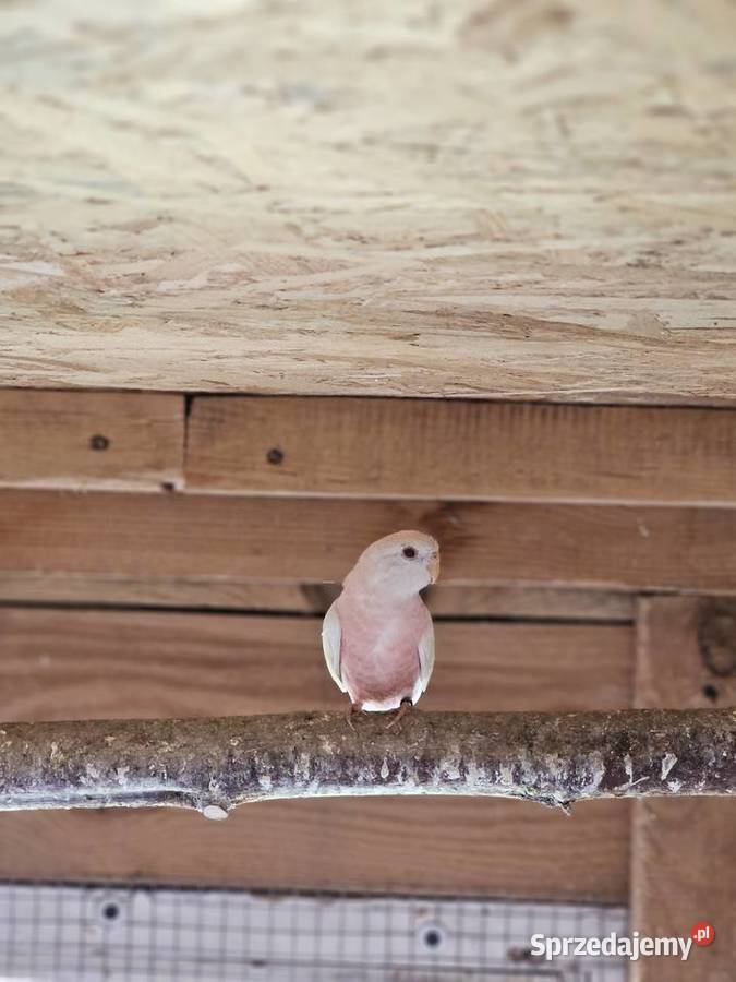 Papugi lilianki Zamość