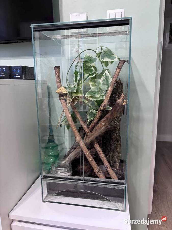 Gekon orzęsiony 2 letni samiec z całym terrarium Konikowo