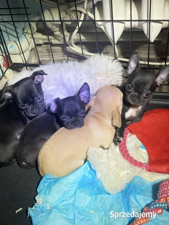 Chihuahua szczeniak Raczyce