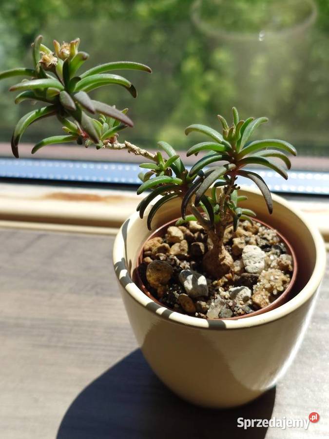 Delosperma bosseranum kaudeks miniatura w Warszawa