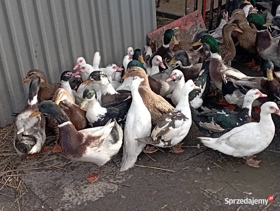 ŻYWE Kaczory Kaczki sporo sztuk MIX Do UbojuChów śląskie