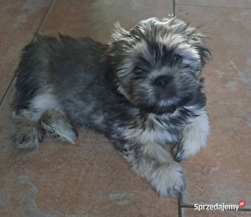 Przepiekne szczenieta lhasa apso kuzyn shih tzu pomorskie Czersk
