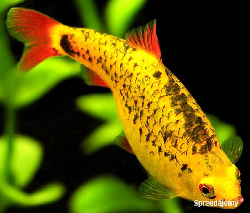 Brzanka brokatowa Brzanka Schuberta Brzanka Gdańsk