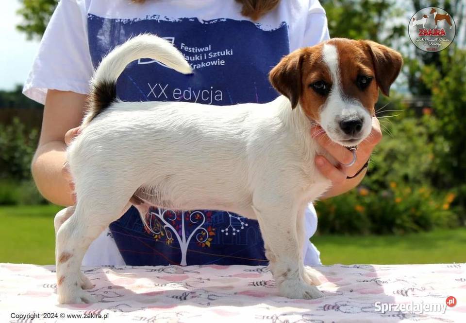 Szczenię Jack Russell Terrier Zima 2025 Jack Russell Terrier śląskie