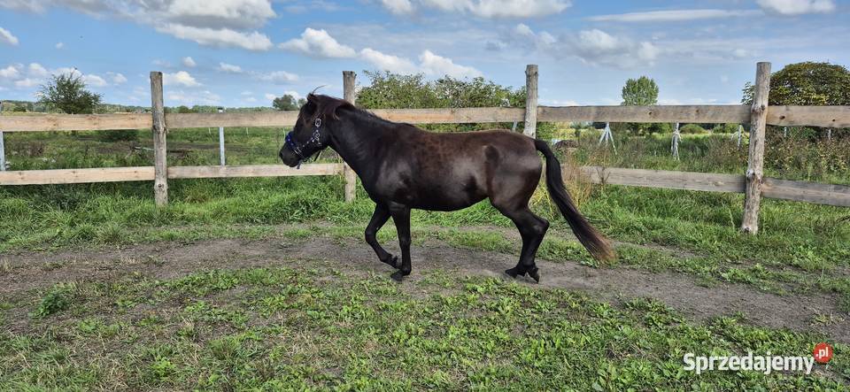 Kara klacz huculska 45 roku HROBY Pyrzyce