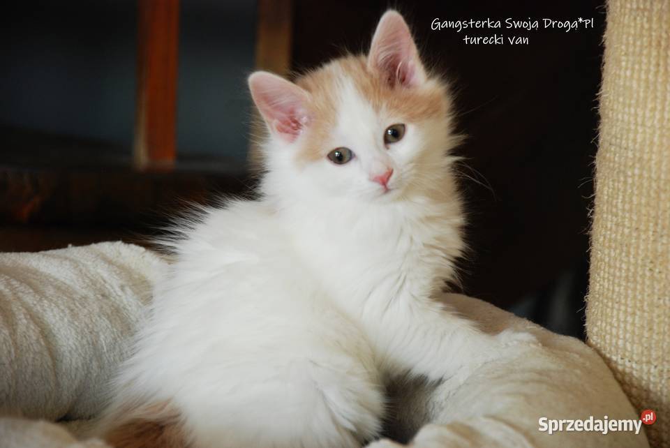 Gangsterka Swoją Drogą turecki van Zawiercie