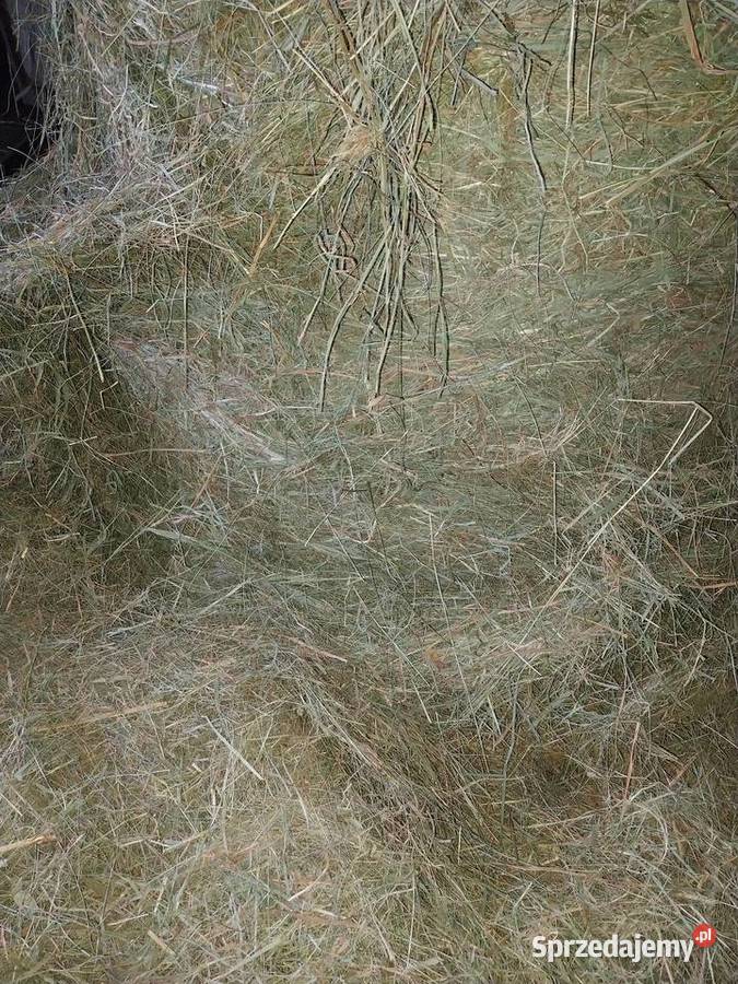 Siano 2025 Trawy, słoma lubelskie Radoryż Smolany