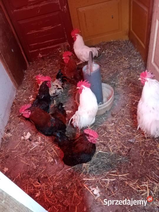 Koguty mix na wodzirejow Leśne Chałupy