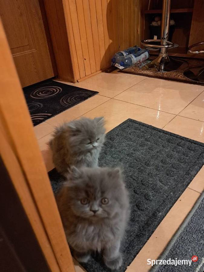 Kotki perskie niebieskie Siedlce sprzedam