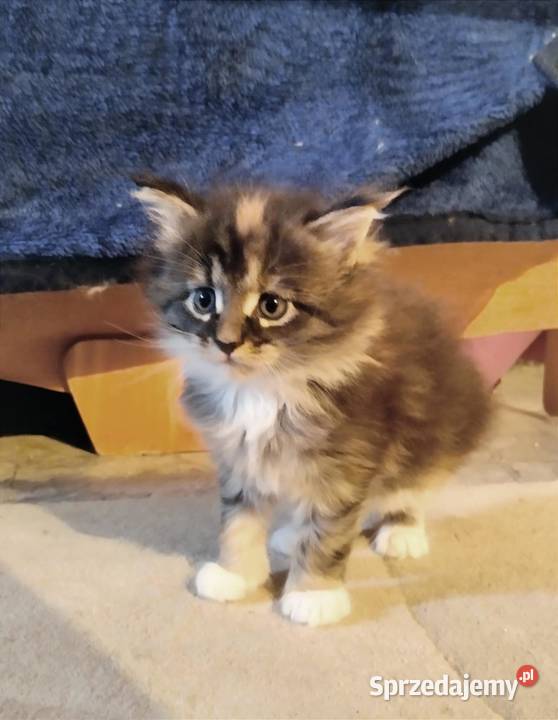 Pati to śliczna kotka rasy Maine Coon lubuskie