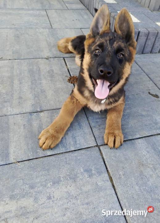 Owczarek Niemiecki długowłosy Sosnowo