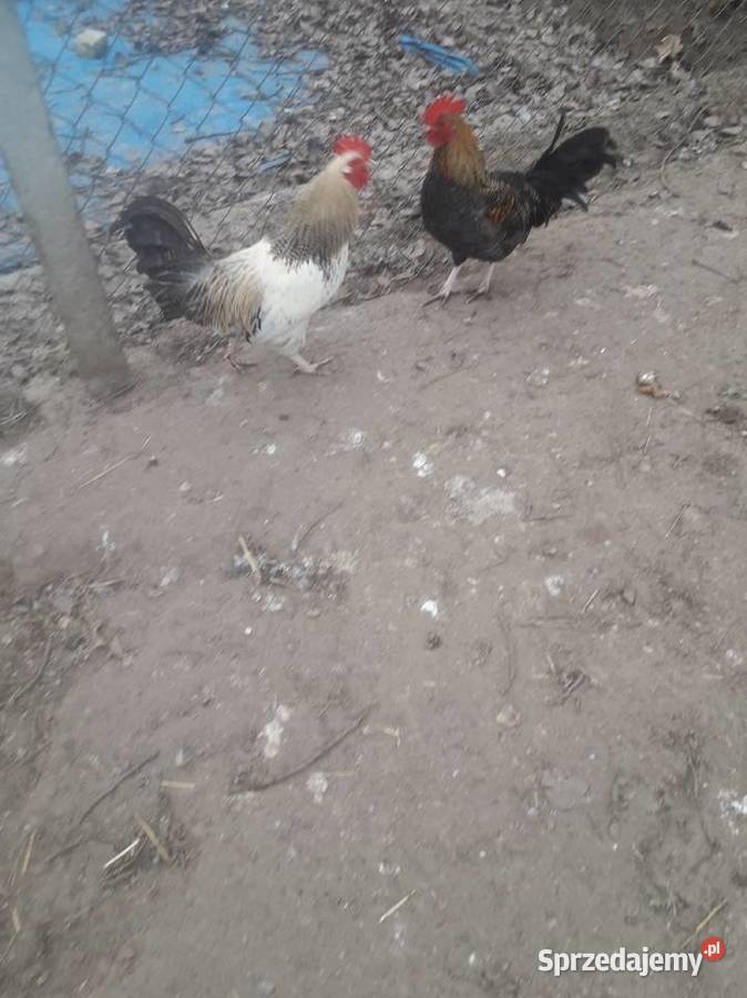 Kogutki seramki male i kogutki duże zwykle świętokrzyskie Czarnocin
