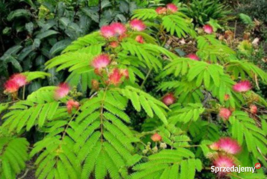ALBICJA Albizia julibrissin NASIONA 230 sztuk Lubanie sprzedam