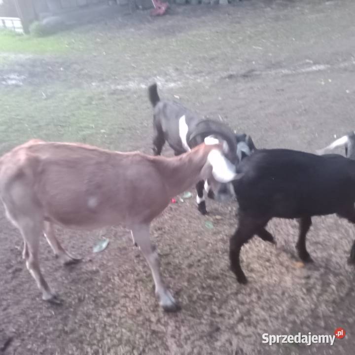 Kozy Anglonubijskie Sprzedam Zwoleń