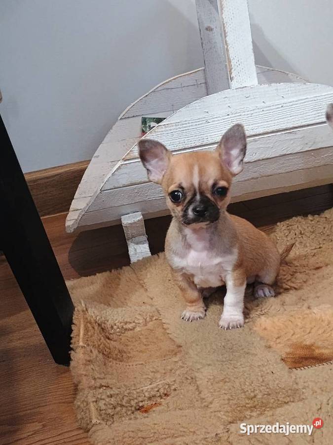 Chihuahua maleńka XXS Radomsko