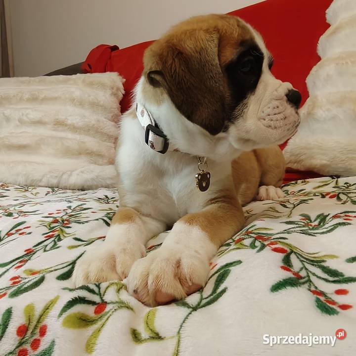 Bokser szczenięta przebadanych rodzicach lubelskie Zakrzów