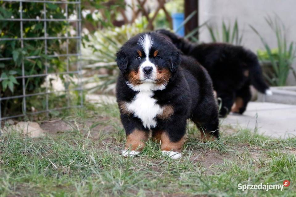 berneński pies pasterski zkwp Rogoźnik sprzedam