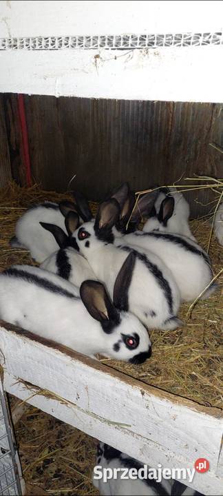 Sprzedam mlode kroliki srokacz niemiecki Skarszewy