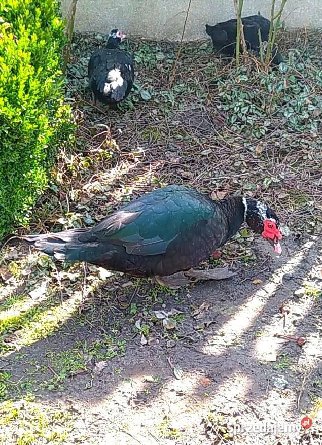 Kaczor piżmowy 2025r Dąbrowice