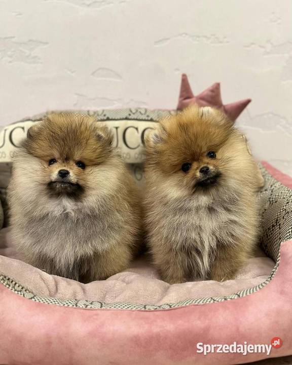 Szpic Pomerania Szczenieta Pigża