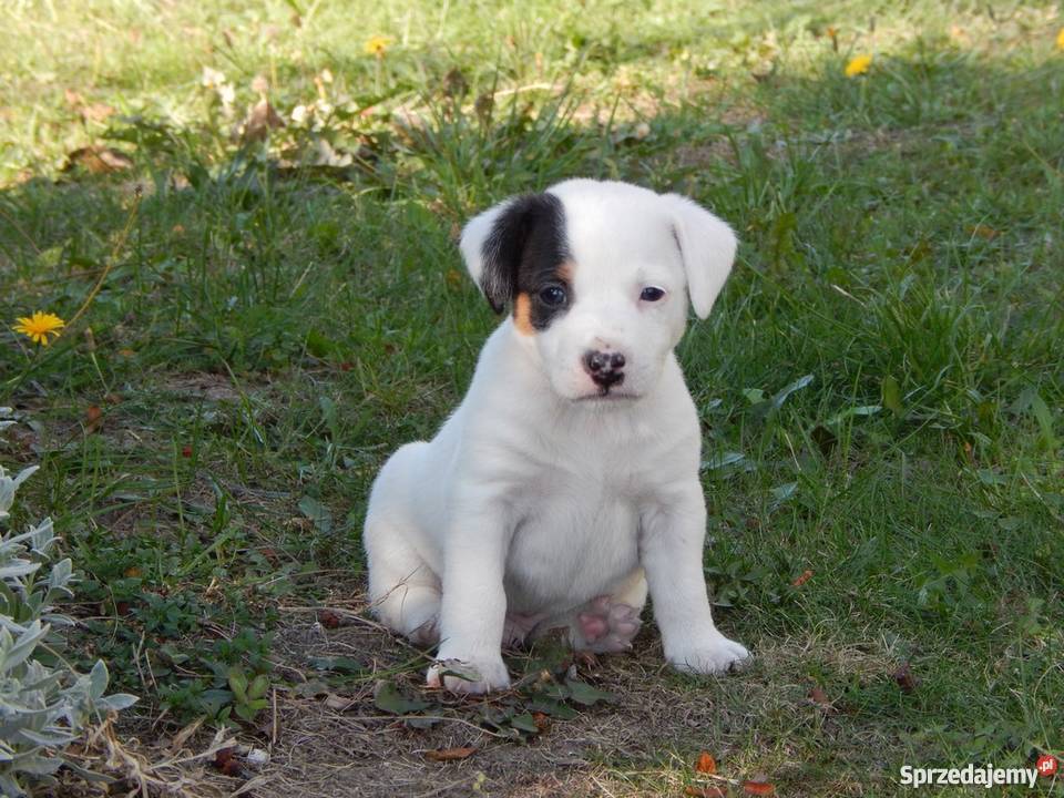 Szczenięta Jack Russell Terrier łódzkie sprzedam