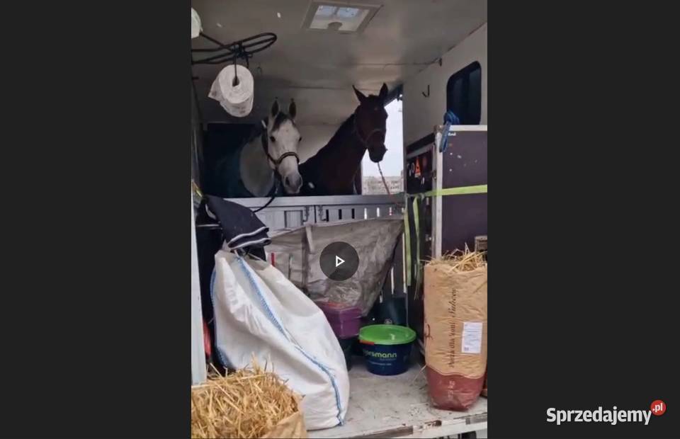 Fiat Ducato Koniowóz Maxi 160 Sopot