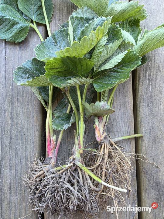 Sadzonki truskawki późnej najsłodszej sprzedam Skrzynno