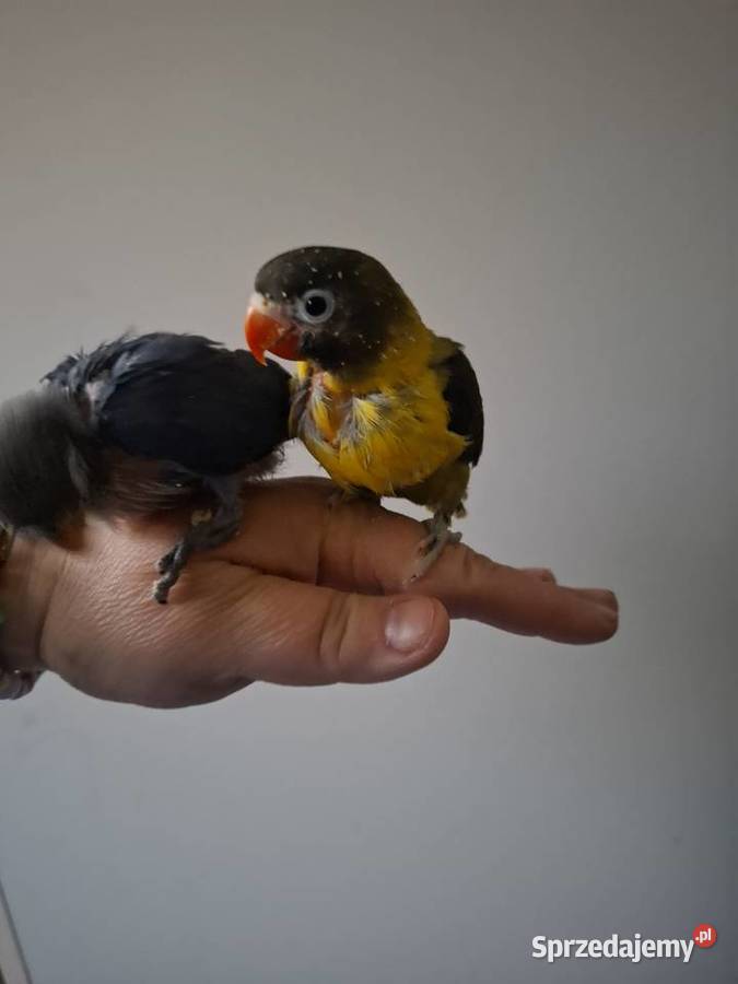 Nierozłączki czarnogłówki papugi ręcznie sprzedam