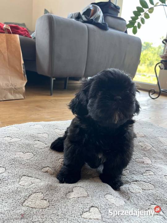Pięciopokoleniowe Shih Tzu Dłutów