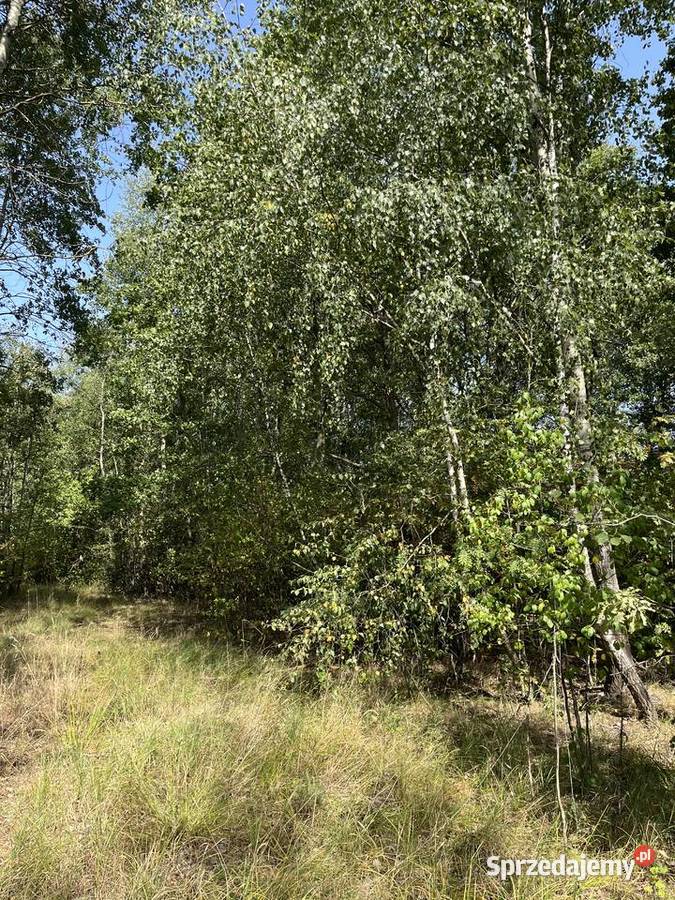 Sprzedam drewno na pniu podlaskie