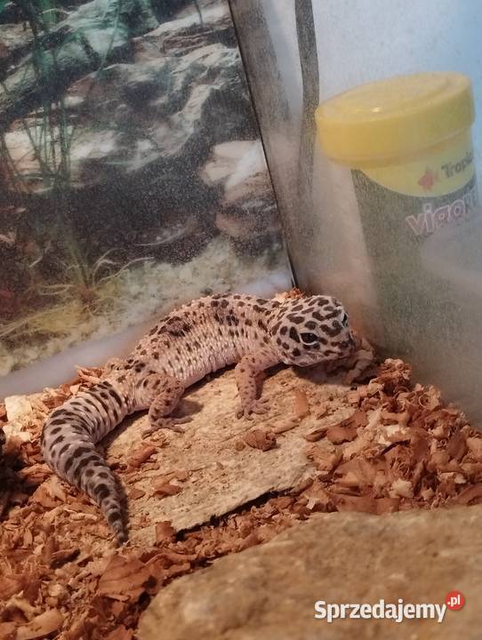 Pan Gekon mały słodki aligator Racibórz sprzedam