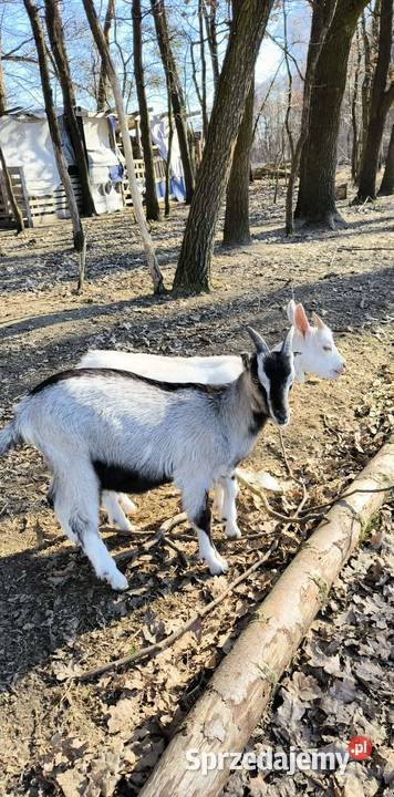 Sprzedam koziołki i kózki łódzkie Nowy Kawęczyn
