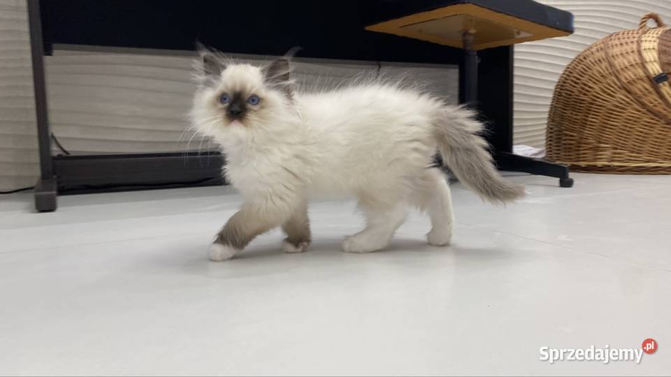Kocurek ragdoll prawdziwy międzynarodowy rodowód Katowice