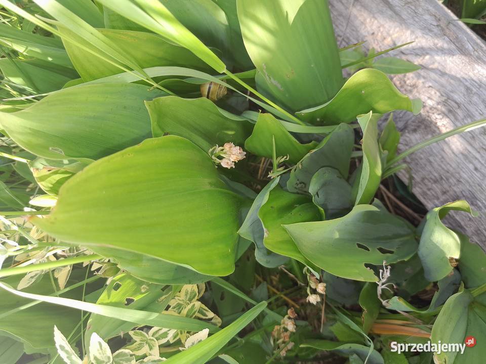 Konwalia Majowa Sadzonki Kłącza 5 Wieliczka
