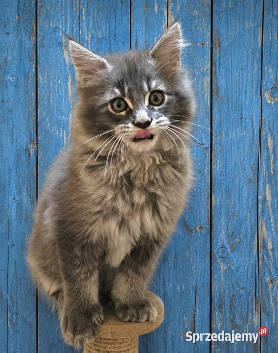 Kocięta Maine Coon z rodowodem FPLFIFe wielkopolskie Kościan sprzedam