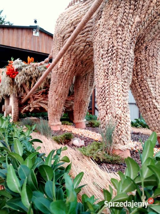 Wieniec dożynkowy koń z wozem Olempin